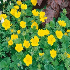 Outsidepride 1000 Seeds Perennial Potentilla Gold Sovereign Woolly Cinquefoil Yellow Flower Seeds for Planting