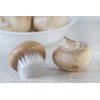 Fox Run Wood Mushroom Brush, Nylon Bristles