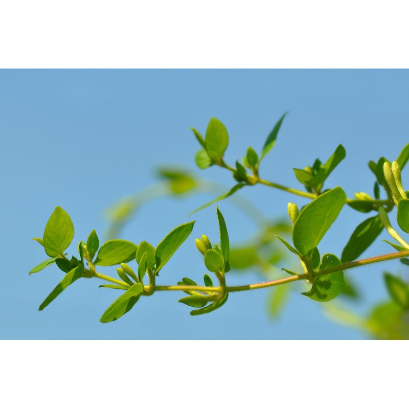 Lowhill Valley Honeysuckle Flower Tea - Whole Dried Lonicera Japonica