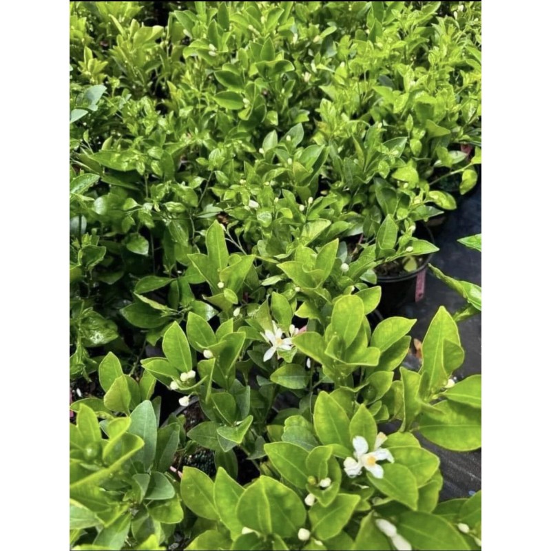 Tree 3Gal Fruiting CALAMANSI/ CALAMONDIN Sour Citrus Airlayered Bush Tree