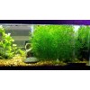 Guppy Grass – Floating Aquarium Plant – Buy 2 Get