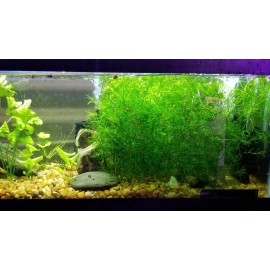 Guppy Grass – Floating Aquarium Plant – Buy 2 Get 1 Free – Natural Fry Cover