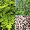 30 Organic Moringa Oleifera Drumstick Seeds Non-GMO for Sprouting, Planting,