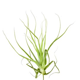 ragnaroc Air Plants - Tillandsia Straminea Jumbo 6-9" - 1ct - Live Arrival Guaranteed - House Plants for Home Decor & Gift