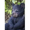 Hi-Line Gift Sitting Black Bear Cub