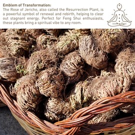 Big Size (2.5''-3.5'') Jericho Flower - Large Premium Rosa de Jericó (Resurrection Plant) – Symbol of Prosperity & Abundance, Ideal for Home Decor & Spiritual Healing - Specification: 24 Pack Jericho Rose