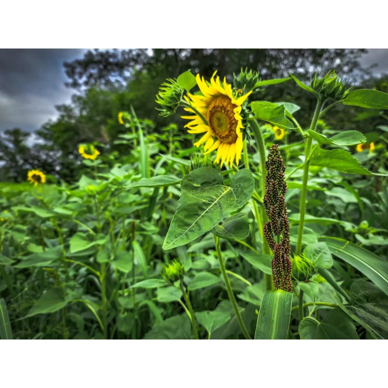 Domain Outdoor Dirty Bird 4.5Lb, 1/4 acre