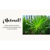 Saw Palmetto, Triple Extracto Orgánico Ultra Concentrado Natural