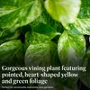 American Plant Exchange Golden Pothos – 6-Inch Pot – Live