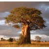 10+ African Baobab Seeds | Adansonia Digitata Tree of Life