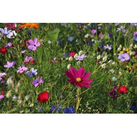 Hummingbird/Butterfly Wildflower Mix