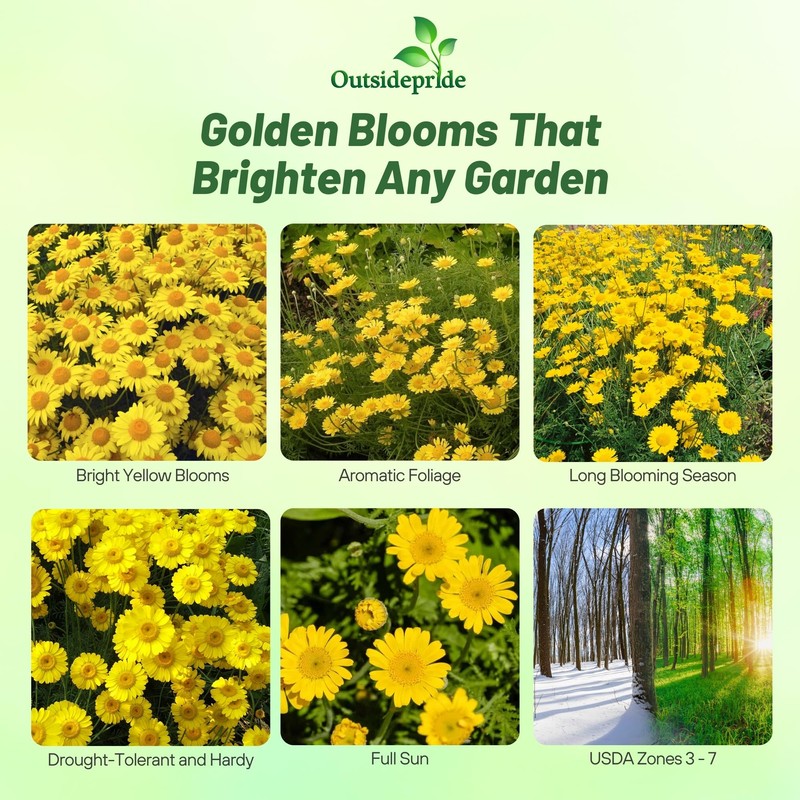 Outsidepride Yellow Marguerite Daisy Seeds - 10000 Pcs. Perennial Drought-Tolerant