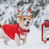 Christmas Dog Collar Set, Durable Dog Collar with Bow Cotton,