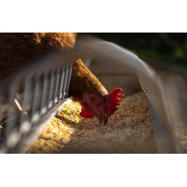 Unbranded Chicken Layer Feed 16% Protein Pellets Duck Poultry Multiple Sizes High Quality - 5 Pounds