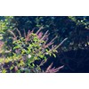 Seedeo® Holy Basil - Tulsi (Ocimum tenuiflorum syn. sanctum) approx