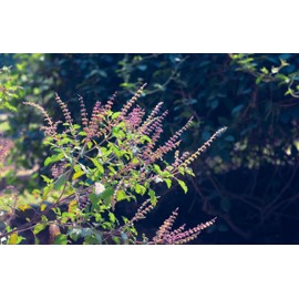 Seedeo® Holy Basil - Tulsi (Ocimum tenuiflorum syn. sanctum) approx 1000 seeds