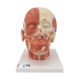 3B Scientific VB129 Head and Neck Musculature w/ Nerves - 3B Smart Anatomy