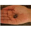 Kiss of Leather Dragon Beard Bead Bronze 8mm Inner Diameter,