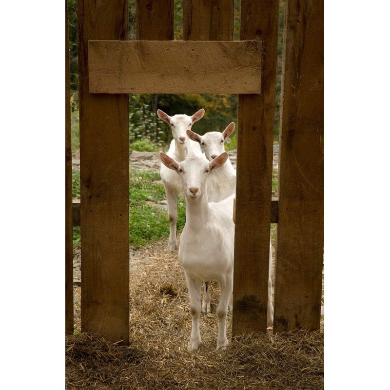 Goats Milk and Lavender Moisturising Cream 75g by Elegance Natural