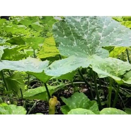 Unbranded 100 SEMILLAS DE PIPIÁN CRIOLLO SALVADOREÑO LISTAS PARA SEMBRAR