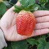 300+ PCS Giant Garden Strawberry Strawberry Sweet and Delicious Fruit
