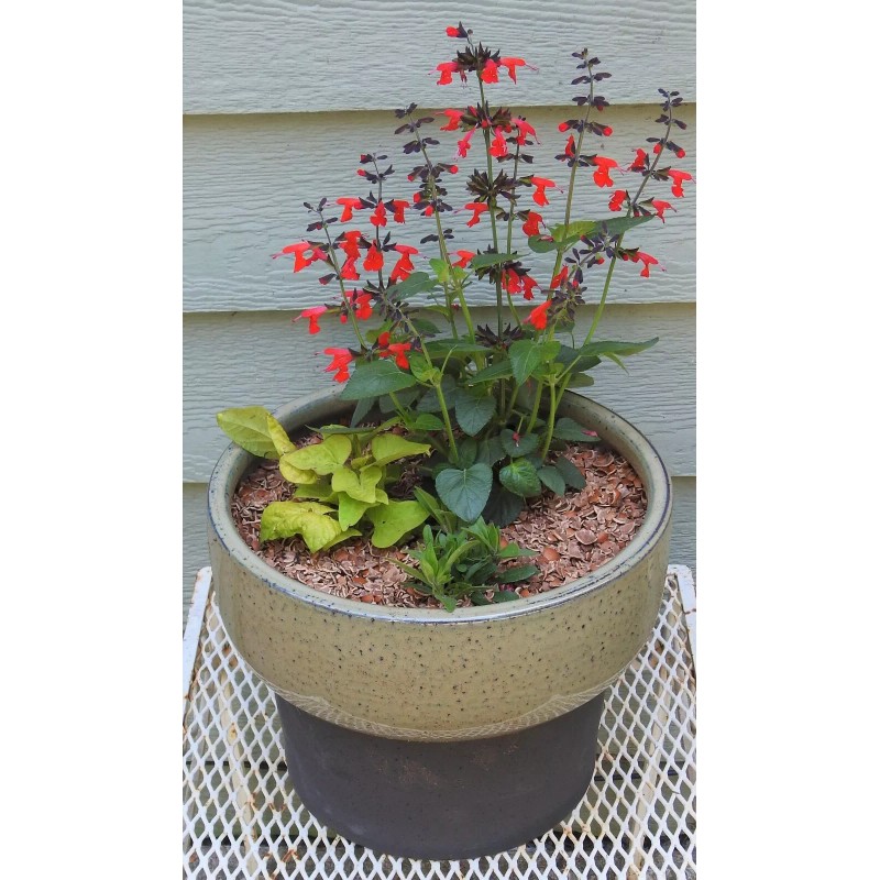 Hazel Shell Chips - Mulch Amendment Product - 1.5 CF