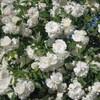 Heirloom Roses Climbing Rose Plant - CL Iceberg White Rose