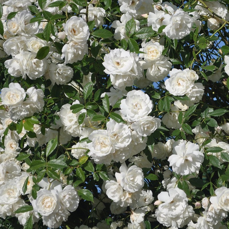 Heirloom Roses Climbing Rose Plant - CL Iceberg White Rose