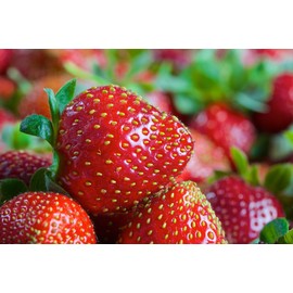 10 Eversweet Everbearing Strawberry Plants-Super Sweet