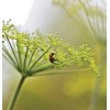 Little Seed Store 300+MAMMOTH Long Island DILL Seeds Native Culinary