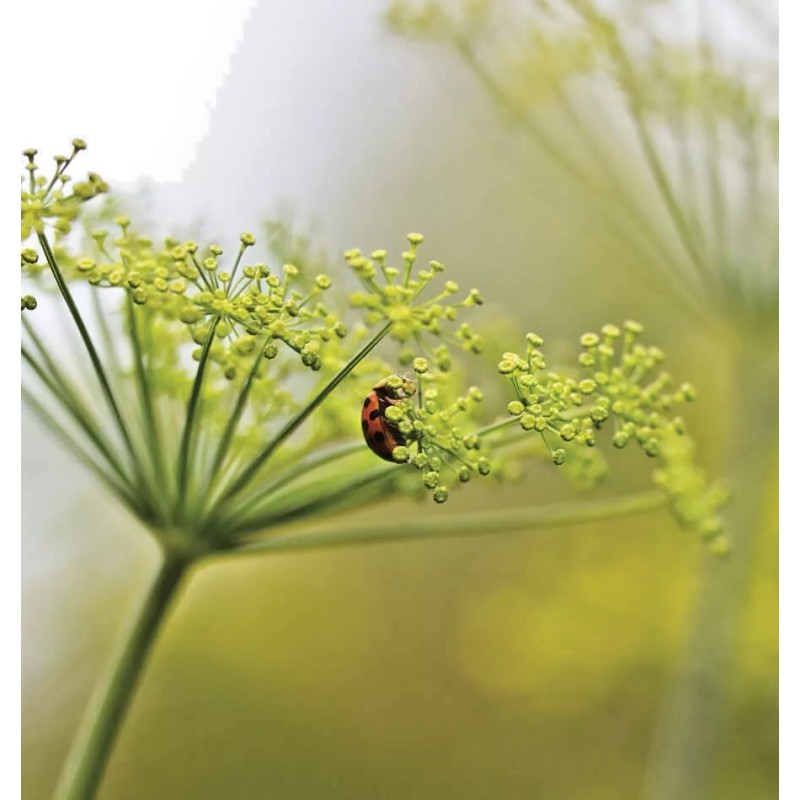 Little Seed Store 300+MAMMOTH Long Island DILL Seeds Native Culinary