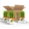 Pre-Grown Organic Cat Grass Plant for Indoor Cats. Natural Live