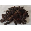 Natural Alder Cones for Aquarium, Large Size, Black Water Treatment,