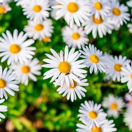 [Cham Goods] Gujeolcho extract powder 200g (2 packs) / [참굿즈] 구절초 추출분말 200g 2통