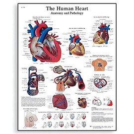 3B Scientific VR1334L Glossy Laminated Paper Human Heart Anatomy and Physiology Chart, Poster Size 20" Width x 26" Height