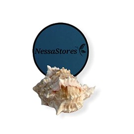 NessaStores - Pink Murex Phyllonotus erythrostomu Hermit Crab Sea Shell 2" - 3" #JC-039 (1 pc)