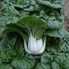 Cabbage Seeds - Pak Choi - Nabai Spring - Hybrid
