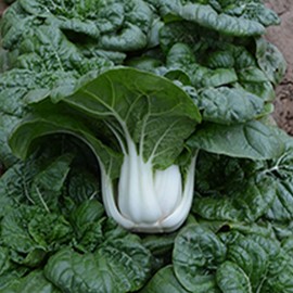 Cabbage Seeds - Pak Choi - Nabai Spring - Hybrid - 4 Oz ~16000 Seeds - Non-GMO, F1 Hybrid - Asian Garden Vegetable