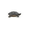 PAPO - Realistic Florida Turtle Figure - Ages 3+ -