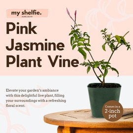 My Shelfie - Mini Pink Jasmine Plant Vine, Jasmine Plant Starter in 2-Inch Pot, Live Plants Outdoor Setting, Jasmine Plant Live Grows to 3-5 Inches, Pet-Friendly, 1-Piece