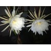 QUEEN OF THE NIGHT - NIGHT BLOOMING CEREUS - WHITE