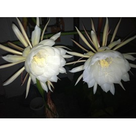 QUEEN OF THE NIGHT - NIGHT BLOOMING CEREUS - WHITE -RARE - PLANT - 1 -2.5" POT