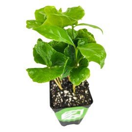 Coffee Live Plant - Coffea Arabica - Wellspring Gardens Starter Plant