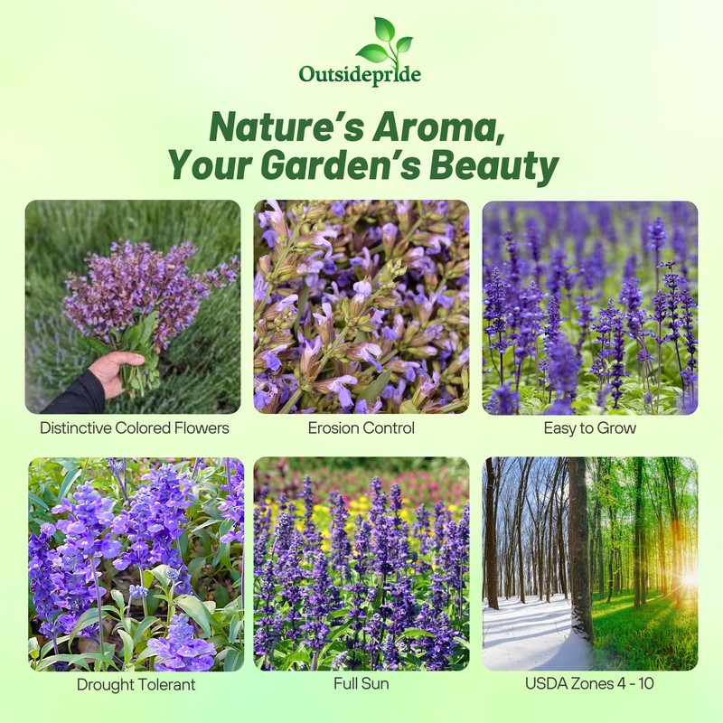 Outsidepride Clary Sage Seeds - 1000 Pcs. Biennial, Easy to