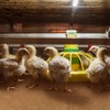 SmoothNovelty 8 Pack Jute Chicken Nesting Pads for Red Barn
