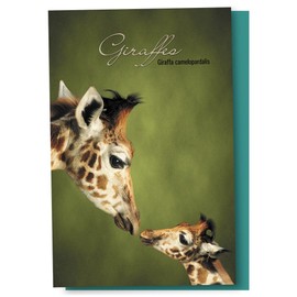 Tree-Free Greetings EcoNotes 12 Count Parent and Child Giraffe All Occasion Notecard Set with Envelopes, 4 x 6 Inches (FS66812)