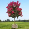 JQBay Crepe myrtle tree seeds 50 seeds.