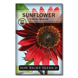 Sow Right Seeds - Velvet Queen Sunflower Seed for Planting- Full Packet with Instructions, Beautiful Non-GMO Heirloom Flower to Plant, Wonderful Gardening Gift (1 Packet)