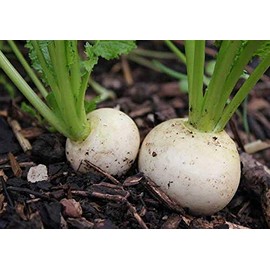 1000 Snowball Turnip Seeds for Planting Heirloom Non-GMO 2.5+ Grams Garden Vegetable Bulk Survival Golden Ball