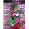 Bowry's Red Hanging Strawberry Flower Bag Planters - Pack of